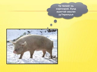 Үр төлийг нь
нэрлээрэй. Хүнд
ашигтай амьтан
  уу?ярилцъя
 