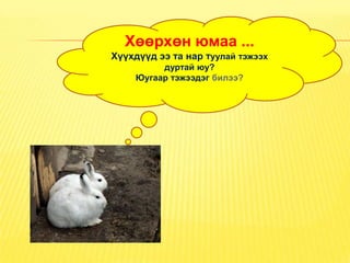 Хөөрхөн юмаа ...
Хүүхдүүд ээ та нар туулай тэжээх
          дуртай юу?
     Юугаар тэжээдэг билээ?
 