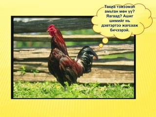 Тахиа тэжээмэл
 амьтан мөн үү?
  Яагаад? Ашиг
   шимийг нь
дэвтэртээ жагсааж
    бичээрэй.
 