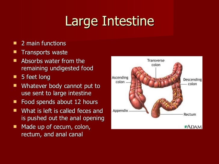 Hunter hawkins digestive system progect finished