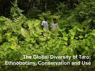 The Global Diversity of Taro:
Ethnobotany, Conservation and Use
 