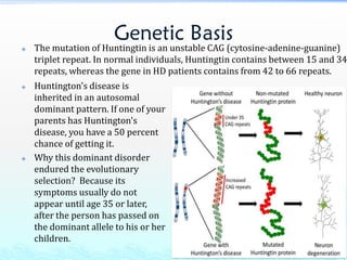 Genetic Basis
 The mutation of Huntingtin is an unstable CAG (cytosine-adenine-guanine)
triplet repeat. In normal individuals, Huntingtin contains between 15 and 34
repeats, whereas the gene in HD patients contains from 42 to 66 repeats.
 Huntington's disease is
inherited in an autosomal
dominant pattern. If one of your
parents has Huntington's
disease, you have a 50 percent
chance of getting it.
 Why this dominant disorder
endured the evolutionary
selection? Because its
symptoms usually do not
appear until age 35 or later,
after the person has passed on
the dominant allele to his or her
children.
 