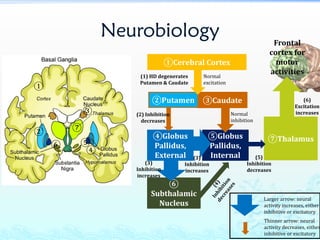 Neurobiology
①
②
③
④
⑤⑥
⑦
①Cerebral Cortex
②Putamen
④Globus
Pallidus,
External
⑤Globus
Pallidus,
Internal
⑥
Subthalamic
Nucleus
⑦Thalamus
Frontal
cortex for
motor
activities
③Caudate
(2) Inhibition
decreases
(3)
Inhibition
increases
(3)
Inhibition
increases
(5)
Inhibition
decreases
Normal
inhibition
Normal
excitation
(6)
Excitation
increases
(1) HD degenerates
Putamen & Caudate
Larger arrow: neural
activity increases, either
inhibitive or excitatory
Thinner arrow: neural
activity decreases, either
inhibitive or excitatory
 