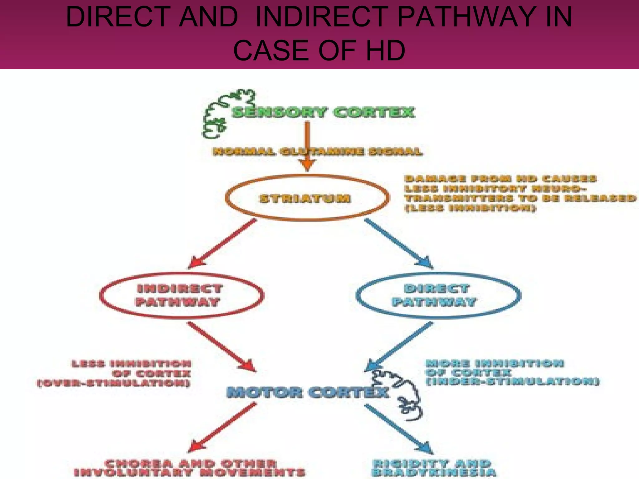 Huntington’s disease | PPT | Brain and Nervous System Disorders