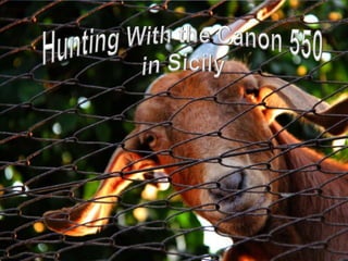 Hunting With the Canon 550  in Sicily 