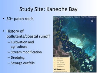 Study Site: Kaneohe Bay
• 50+ patch reefs
• History of
pollutants/coastal runoff
– Cultivation and
agriculture
– Stream modification
– Dredging
– Sewage outfalls
 