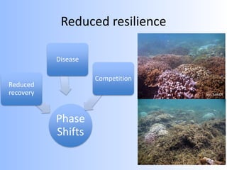 Reduced resilience
Jen Smith
Phase
Shifts
Reduced
recovery
Disease
Competition
 