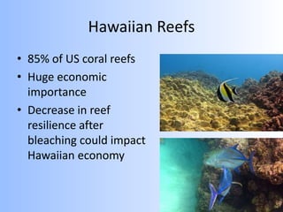 Hawaiian Reefs
• 85% of US coral reefs
• Huge economic
importance
• Decrease in reef
resilience after
bleaching could impact
Hawaiian economy
 