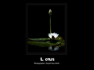 Lotus Photographer: Huynh Huu Hanh 
