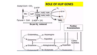 HUP genes.pptx