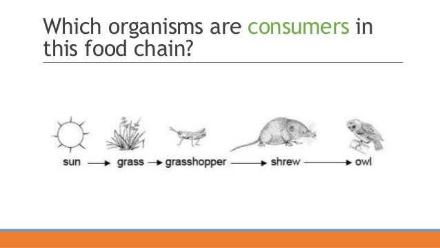 what do the links (arrows) in a food chain represent