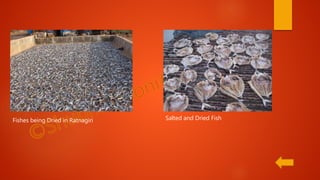 Salted and Dried FishFishes being Dried in Ratnagiri
 