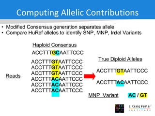 Computing Allelic Contributions Modified Consensus generation separates allele Compare HuRef alleles to identify SNP, MNP, Indel Variants MNP  Variant Reads ACCTTT GT AATTCCC ACCTTT GT AATTCCC ACCTTT GT AATTCCC ACCTTT AC AATTCCC ACCTTT AC AATTCCC ACCTTT AC AATTCCC True Diploid Alleles ACCTTT GT AATTCCC ACCTTT AC AATTCCC Haploid Consensus ACCTTT GC AATTCCC AC / GT 