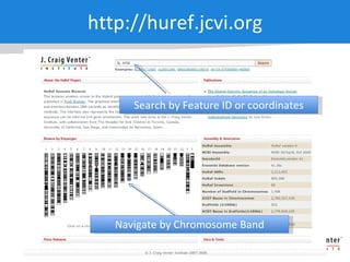 http://huref.jcvi.org Search by Feature ID or coordinates Navigate by Chromosome Band 