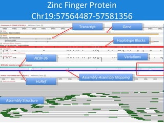 Zinc Finger Protein Chr19:57564487-57581356 Assembly Structure Variations Transcript Gene Haplotype Blocks NCBI-36 HuRef Assembly-Assembly Mapping 