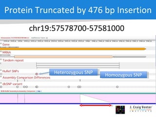 chr19:57578700-57581000 Protein Truncated by 476 bp Insertion Homozygous SNP Heterozygous SNP 
