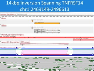14kbp Inversion Spanning TNFRSF14 chr1:2469149-2496613 