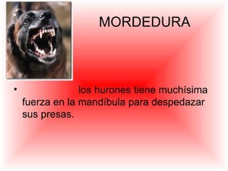 MORDEDURA los hurones tiene muchísima fuerza en la mandíbula para despedazar sus presas. 