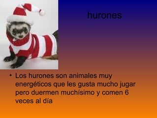 hurones Los hurones son animales muy energéticos que les gusta mucho jugar pero duermen muchísimo y comen 6 veces al día 
