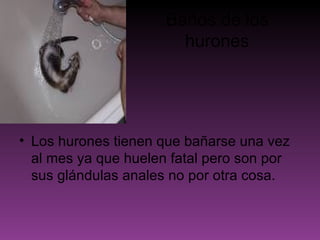 Baños de los hurones Los hurones tienen que bañarse una vez al mes ya que huelen fatal pero son por sus glándulas anales no por otra cosa. 
