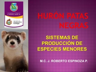 SISTEMAS DE
PRODUCCIÓN DE
ESPECIES MENORES
M.C. J. ROBERTO ESPINOZA P.
 
