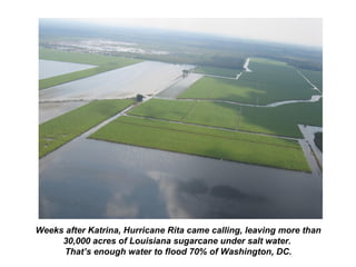 Weeks after Katrina, Hurricane Rita came calling, leaving more than
30,000 acres of Louisiana sugarcane under salt water.
That’s enough water to flood 70% of Washington, DC.
 
