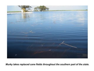 Murky lakes replaced cane fields throughout the southern part of the state.
 