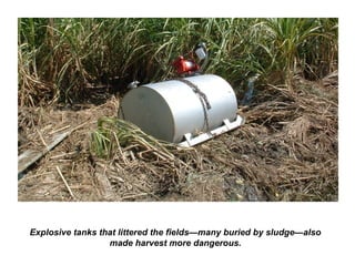Explosive tanks that littered the fields—many buried by sludge—also
made harvest more dangerous.
 