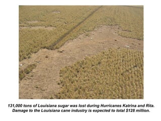 131,000 tons of Louisiana sugar was lost during Hurricanes Katrina and Rita.
Damage to the Louisiana cane industry is expected to total $128 million.
 
