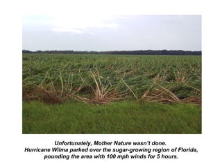 Unfortunately, Mother Nature wasn’t done.
Hurricane Wilma parked over the sugar-growing region of Florida,
pounding the area with 100 mph winds for 5 hours.
 
