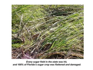Every sugar field in the state was hit,
and 100% of Florida’s sugar crop was flattened and damaged.
 