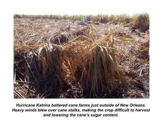 Hurricane Katrina battered cane farms just outside of New Orleans.
Heavy winds blew over cane stalks, making the crop difficult to harvest
and lowering the cane’s sugar content.
 