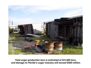 Total sugar production loss is estimated at 531,000 tons,
and damage to Florida’s sugar industry will exceed $500 million.
 
