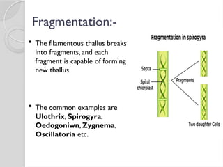 Fragmentation:-
 The filamentous thallus breaks
into fragments, and each
fragment is capable of forming
new thallus.
 The common examples are
Ulothrix, Spirogyra,
Oedogoniwn, Zygnema,
Oscillatoria etc.
 