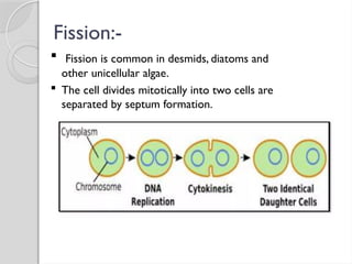 Fission:-
 Fission is common in desmids, diatoms and
other unicellular algae.
 The cell divides mitotically into two cells are
separated by septum formation.
 