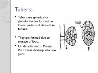 Tubers:-
 Tubers are spherical or
globular bodies formed on
lower nodes and rhizoids in
Chara.
 They are formed due to
storage of food.
 On detachment of Parent
Plant these develop into new
plant.
 