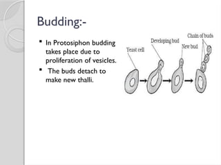 Budding:-
 In Protosiphon budding
takes place due to
proliferation of vesicles.
 The buds detach to
make new thalli.
 