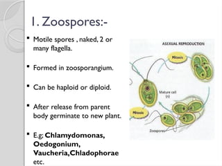 1. Zoospores:-
 Motile spores , naked, 2 or
many flagella.
 Formed in zoosporangium.
 Can be haploid or diploid.
 After release from parent
body germinate to new plant.
 E.g; Chlamydomonas,
Oedogonium,
Vaucheria,Chladophorae
etc.
 