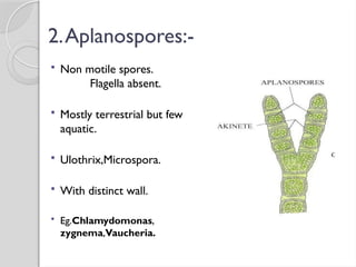 2.Aplanospores:-
 Non motile spores.
Flagella absent.
 Mostly terrestrial but few
aquatic.
 Ulothrix,Microspora.
 With distinct wall.
 Eg.Chlamydomonas,
zygnema,Vaucheria.
 