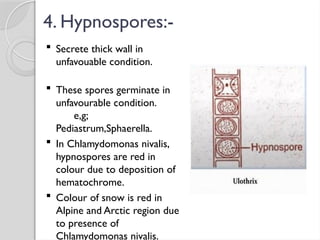 4. Hypnospores:-
 Secrete thick wall in
unfavouable condition.
 These spores germinate in
unfavourable condition.
e,g;
Pediastrum,Sphaerella.
 In Chlamydomonas nivalis,
hypnospores are red in
colour due to deposition of
hematochrome.
 Colour of snow is red in
Alpine and Arctic region due
to presence of
Chlamydomonas nivalis.
 