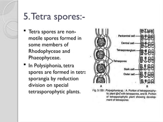 5.Tetra spores:-
 Tetra spores are non-
motile spores formed in
some members of
Rhodophyceae and
Phaeophyceae.
 In Polysiphonia, tetra
spores are formed in tetra
sporangia by reduction
division on special
tetrasporophytic plants.
 