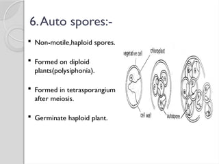 6.Auto spores:-
 Non-motile,haploid spores.
 Formed on diploid
plants(polysiphonia).
 Formed in tetrasporangium
after meiosis.
 Germinate haploid plant.
 