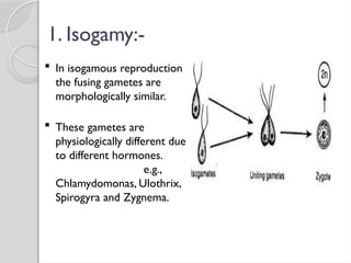 1. Isogamy:-
 In isogamous reproduction
the fusing gametes are
morphologically similar.
 These gametes are
physiologically different due
to different hormones.
e.g.,
Chlamydomonas, Ulothrix,
Spirogyra and Zygnema.
 