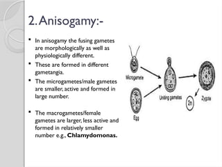 2.Anisogamy:-
 In anisogamy the fusing gametes
are morphologically as well as
physiologically different.
 These are formed in different
gametangia.
 The microgametes/male gametes
are smaller, active and formed in
large number.
 The macrogametes/female
gametes are larger, less active and
formed in relatively smaller
number e.g., Chlamydomonas.
 