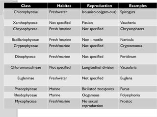 Class Habitat Reproduction Examples
Chlorophyceae Freshwater Iso,aniso,oo(gam-ous) Spirogyra
Xanthophyceae Not specified Fission Vaucheria
Chrysophyceae Fresh /marine Not specified Chrysosphaera
Bacillariophyceae Fresh /marine Non - motile Navicula
Cryptophyceae Fresh/marine Not specified Cryptomonas
Dinophyceae Fresh/marine Not specified Peridinum
Chloromonadineae Not specified Longitudinal division Vacuolaria
Eugleninae Freshwater Not specified Euglena
Phaeophyceae Marine Biciliated zoospores Fucus
Rhodophyceae Marine Oogamous Polysiphonia
Myxophyceae Fresh/marine No sexual
reproduction
Nostoc
 