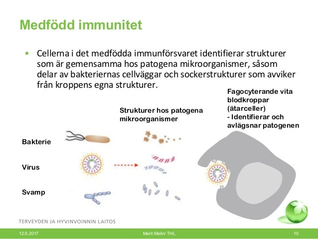 hur fungerar immunförsvaret hur fungerar immunförsvaret