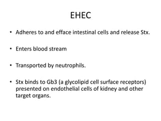 EHECAdheres to and efface intestinal cells and release Stx.Enters blood streamTransported by neutrophils.Stx binds to Gb3 (a glycolipid cell surface receptors) presented on endothelial cells of kidney and other target organs.