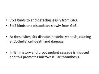 Stx1 binds to and detaches easily from Gb3.Stx2 binds and dissociates slowly from Gb3.At these sites, Stx disrupts protein systhesis, causing endothelial cell death and damage.Inflammatory and procoagulant cascade is induced and this promotes microvascular thrombosis.