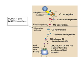 FH, MCP, FI gene INHIBITS this pathway: