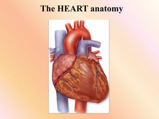 The HEART anatomy
 